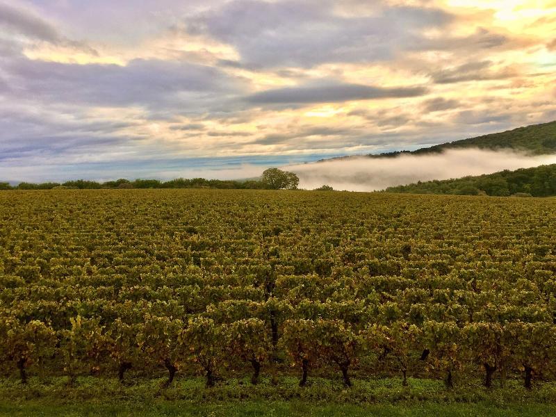 Domaine Joseph Lafarge image