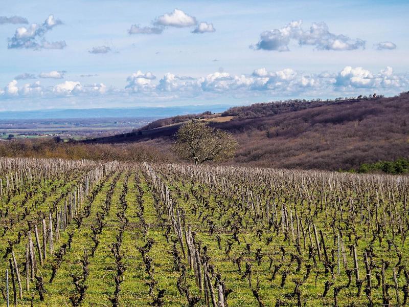 Domaine Joseph Lafarge image