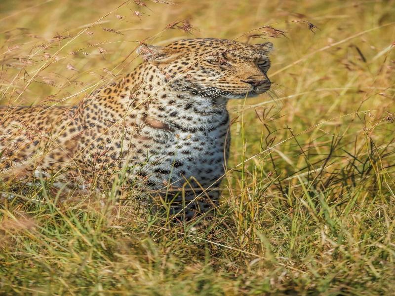Jw Marriott Masai Mara Lodge image
