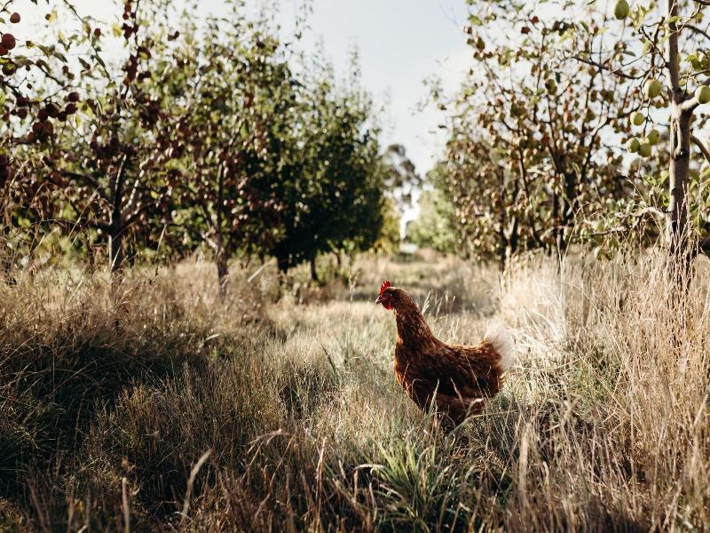 Iron Creek Bay Farm Stay