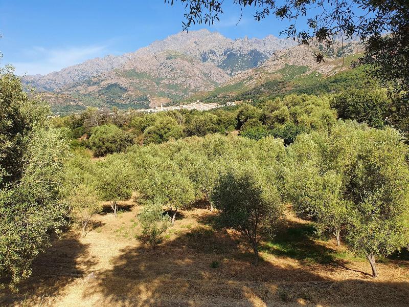 Hotel Casale Olmia image