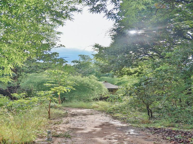 The Untamed Bandhavgarh By Tutc