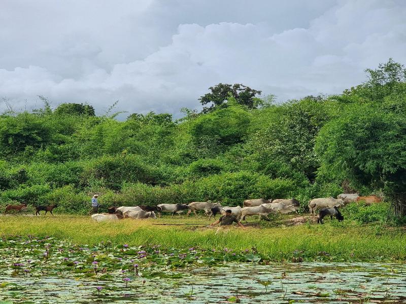 The Untamed Bandhavgarh By Tutc
