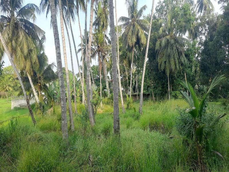 Anuradhapura Kingdom View Resort image