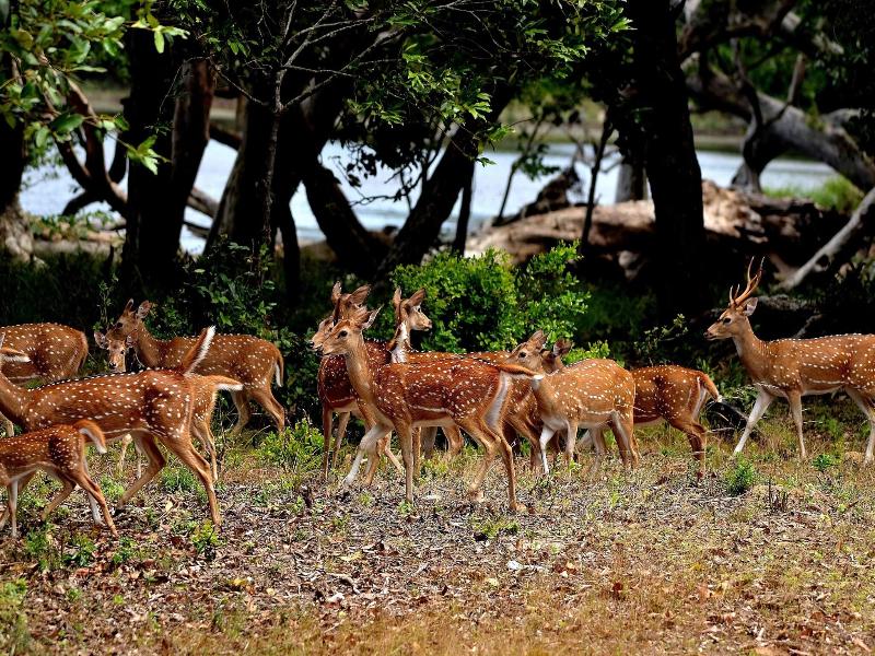 Sigiriya King's Resort image