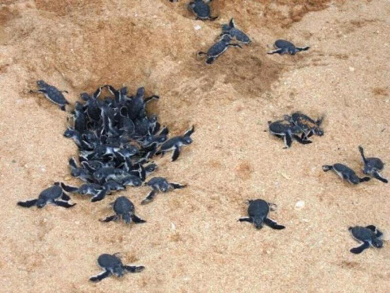 Turtle Paradise