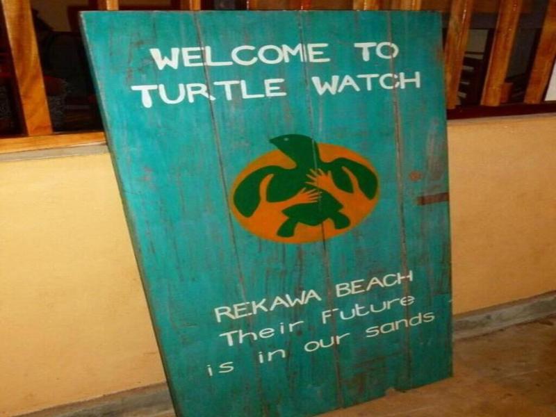 Turtle Paradise
