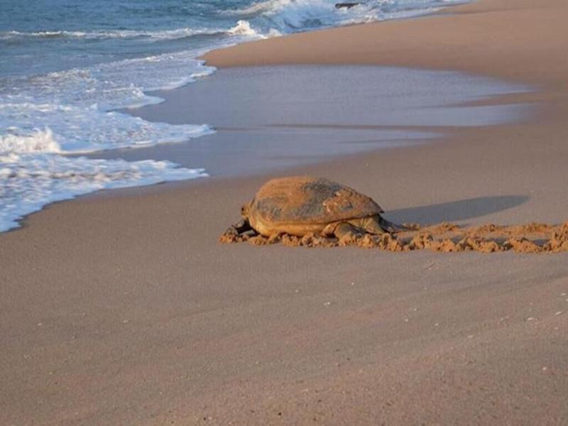 Turtle Paradise