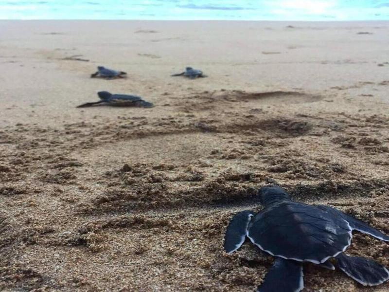 Turtle Paradise