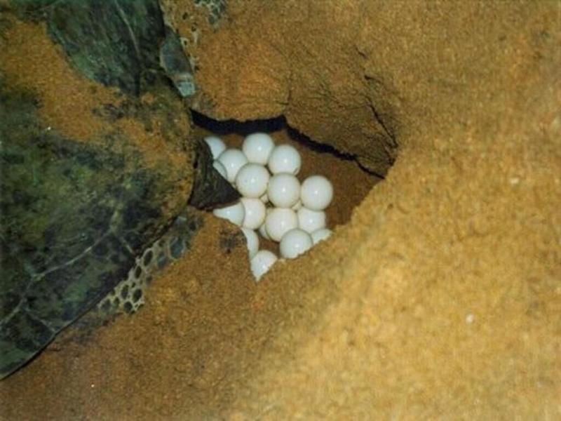 Turtle Paradise