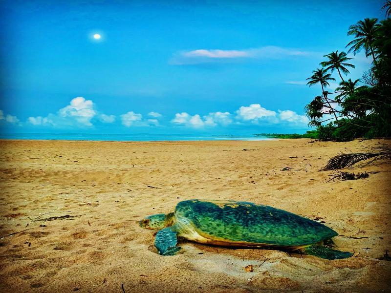 Turtle Paradise
