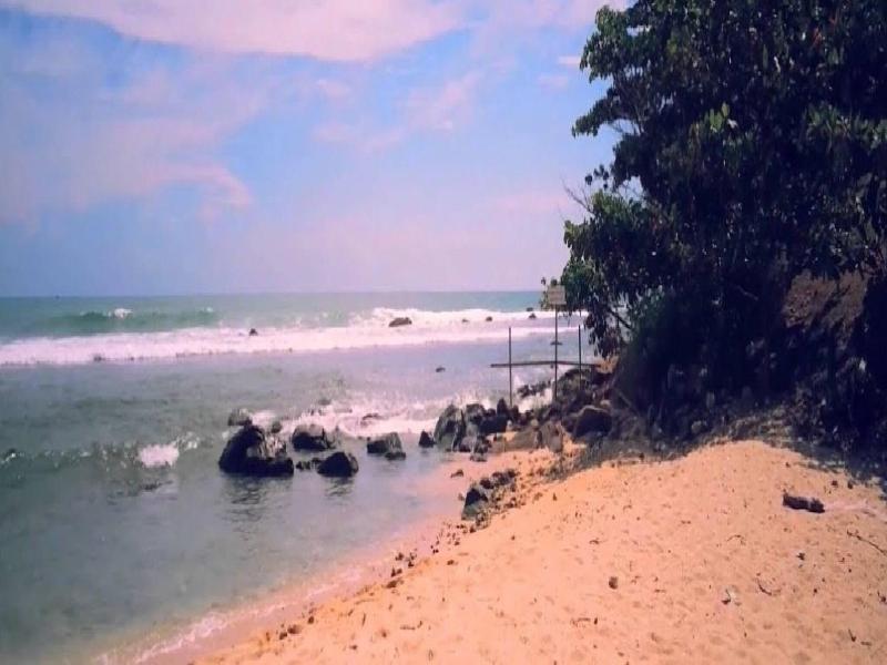 Turtle Paradise