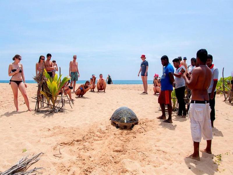 Turtle Paradise image