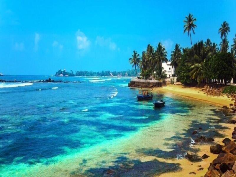 Turtle Paradise image
