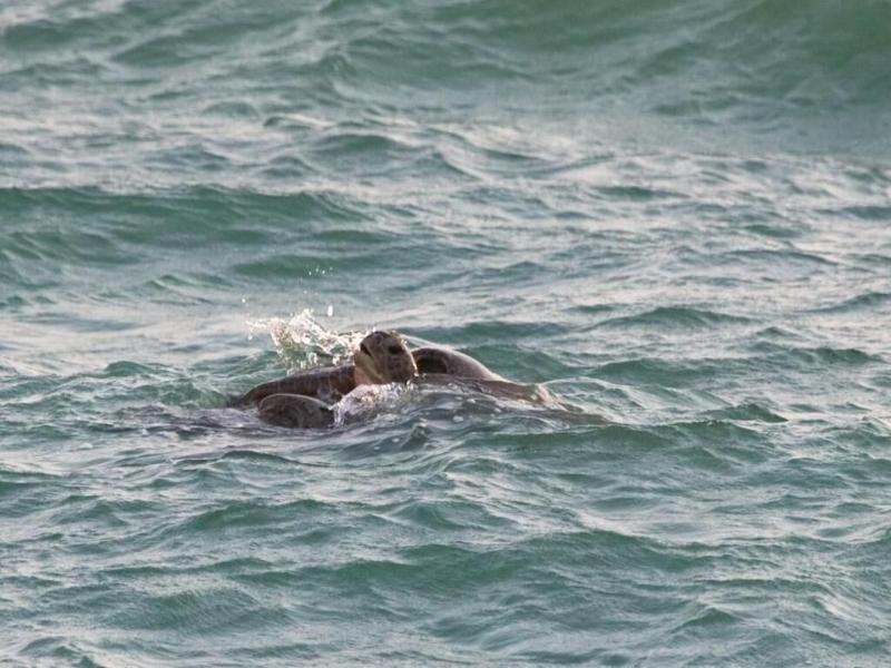 Turtle Paradise image