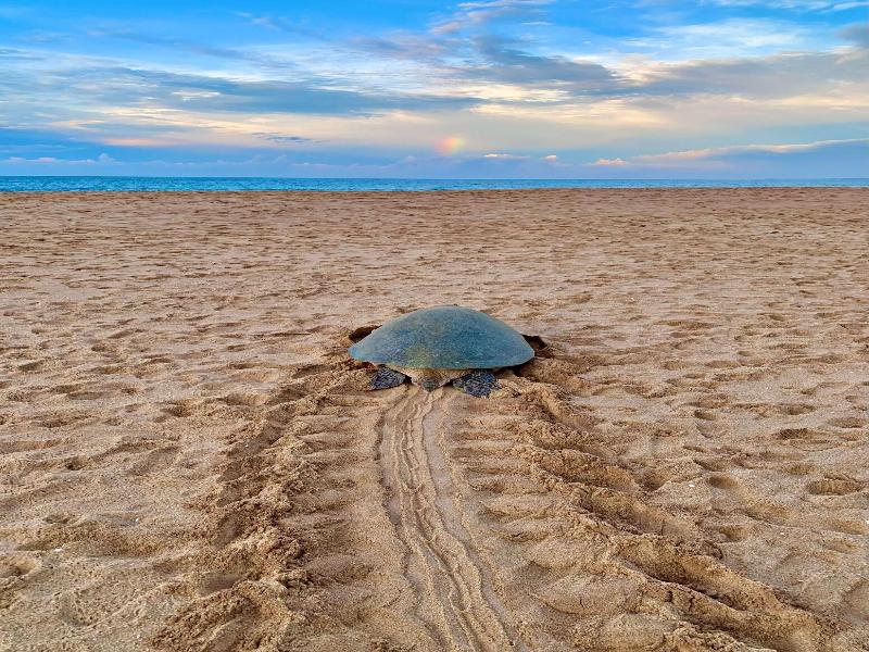 Turtle Paradise image