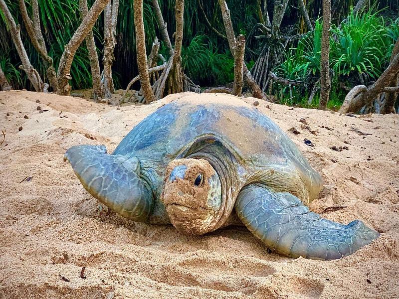 Turtle Paradise image