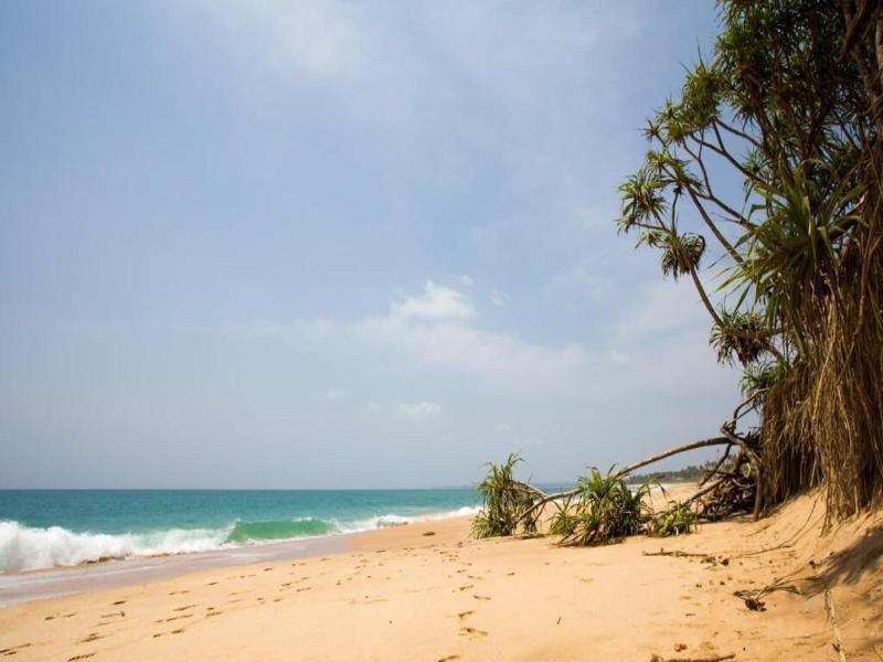 Turtle Paradise image