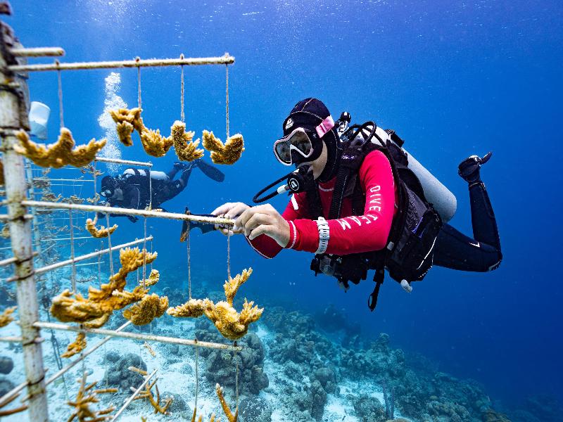 Van der Valk Plaza Beach & Dive Resort Bonaire image