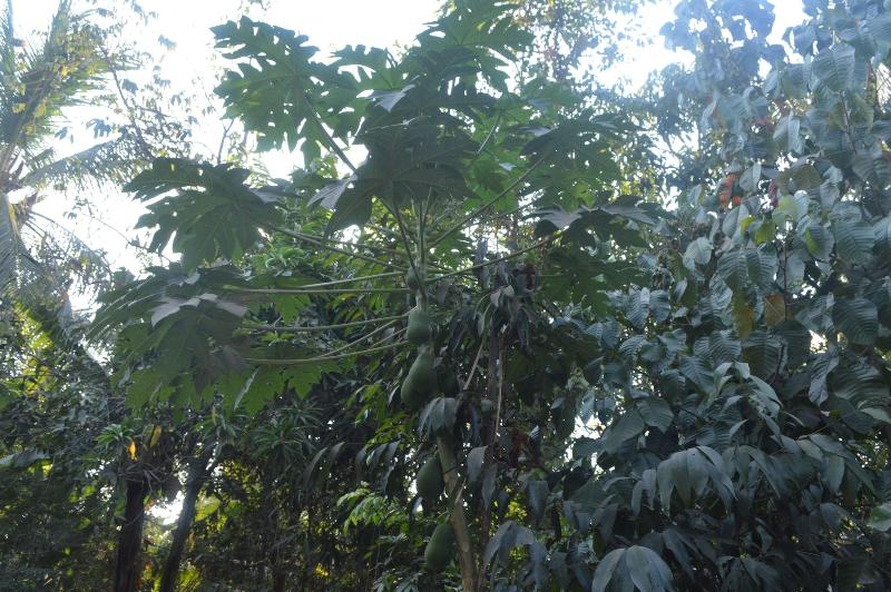 Sok Phen Homestay image