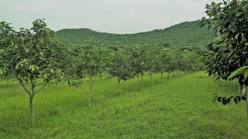 Chitrakoot Garden And Resorts Pushkar image