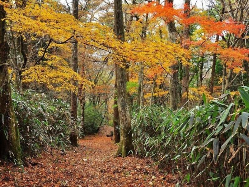 Hakone Guesthouse Toi - Hostel image