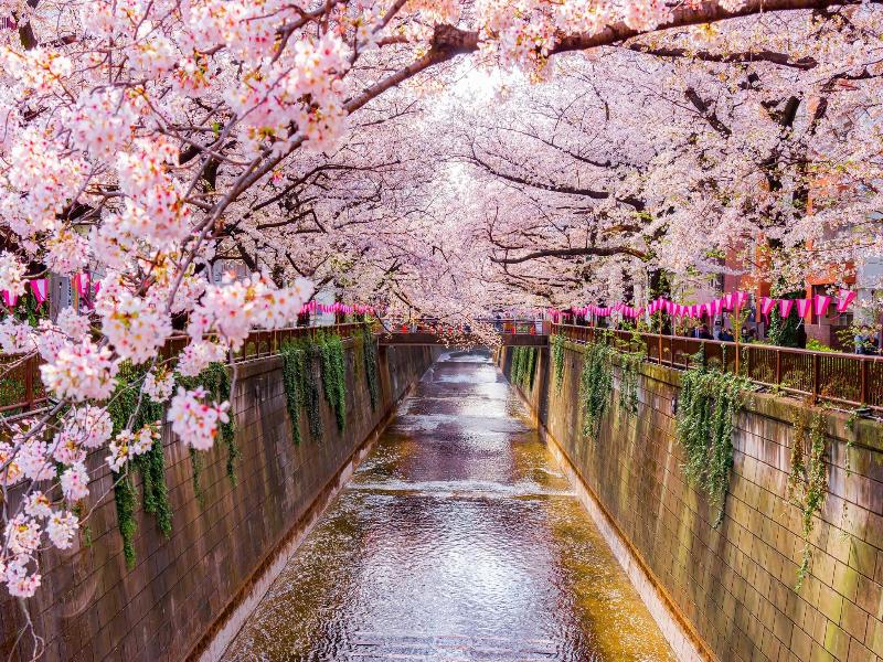 The Westin Tokyo image