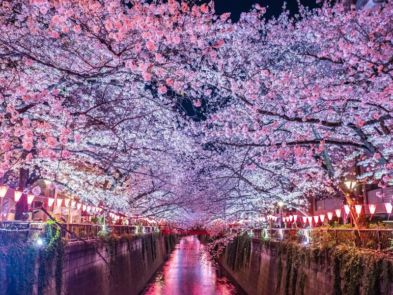 The Westin Tokyo image