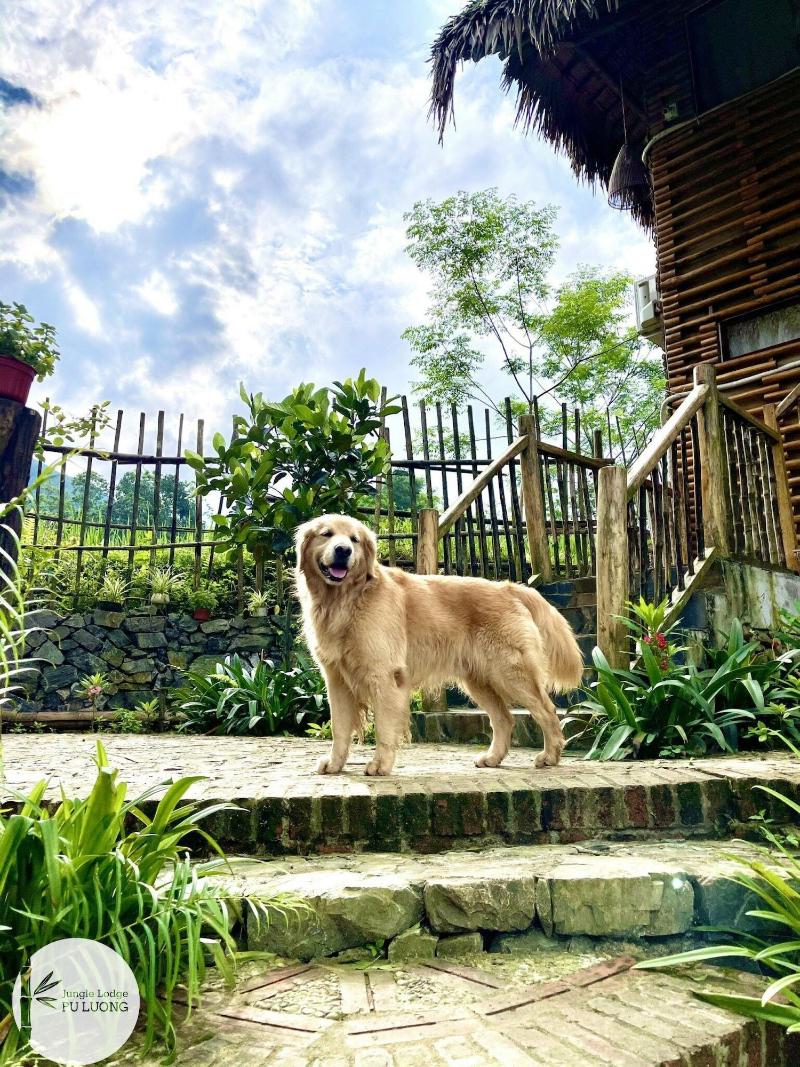 Pu Luong Jungle Lodge image