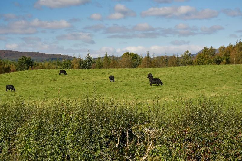 Cardross Estate Holiday Cottages image