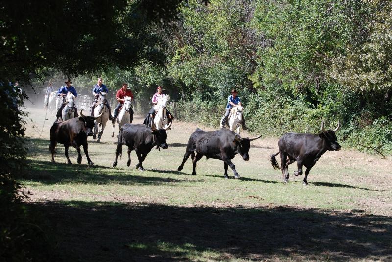 Le Mazet De Jean En Camargue image