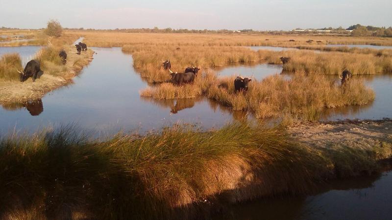Le Mazet De Jean En Camargue image