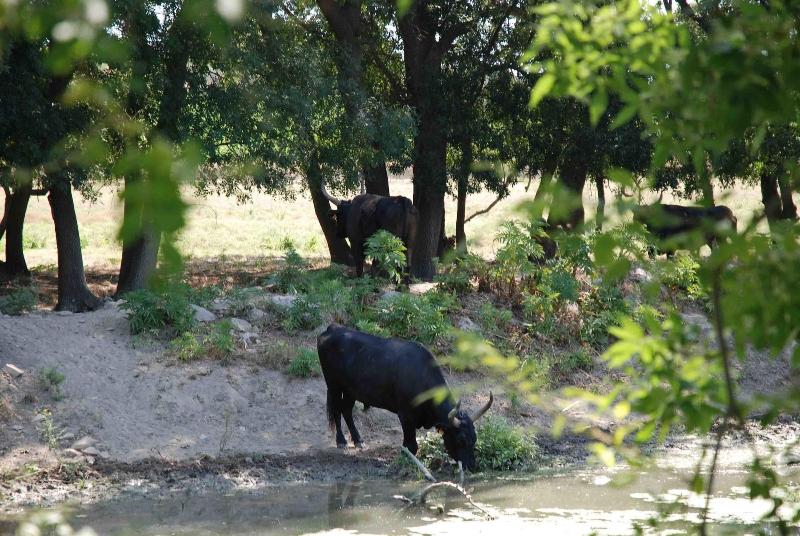 Le Mazet De Jean En Camargue image
