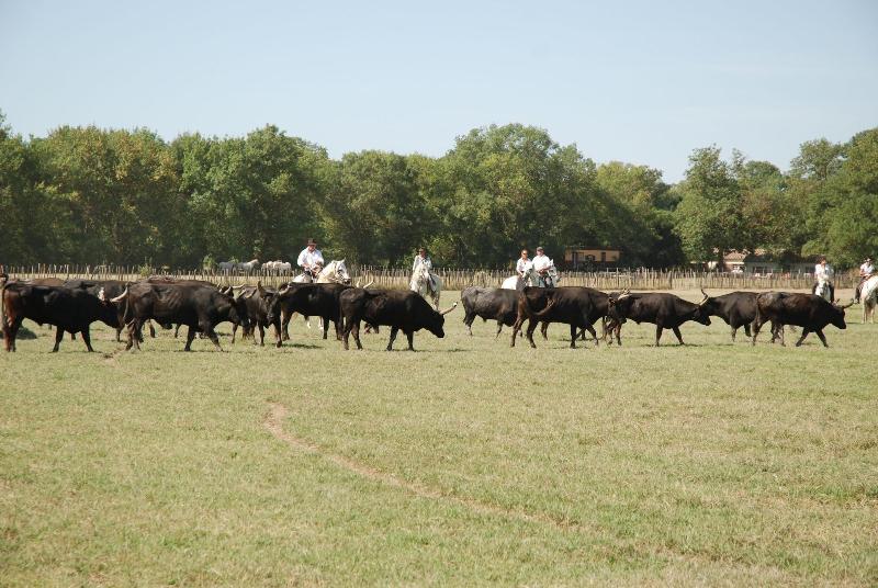 Le Mazet De Jean En Camargue image