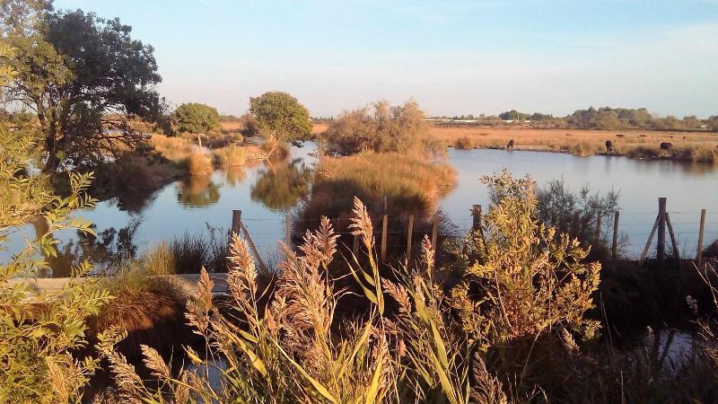 Le Mazet De Jean En Camargue image