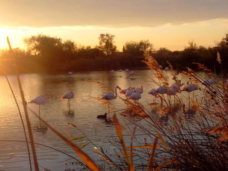Le Mazet De Jean En Camargue image