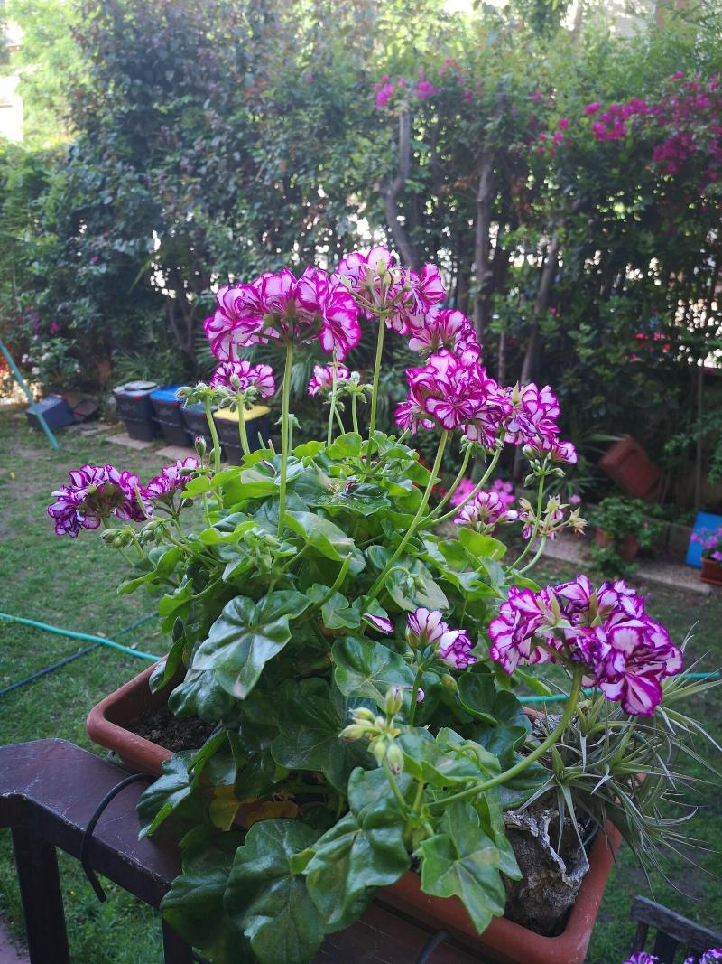 Il Giardino Di Anna image