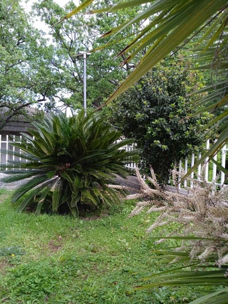 Villa Pescara image
