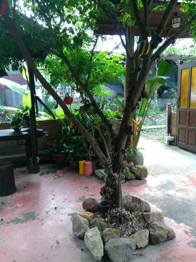 Rueanphen Homestay image