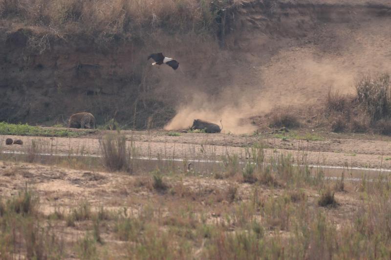 Doringpoort Safari Lodge image
