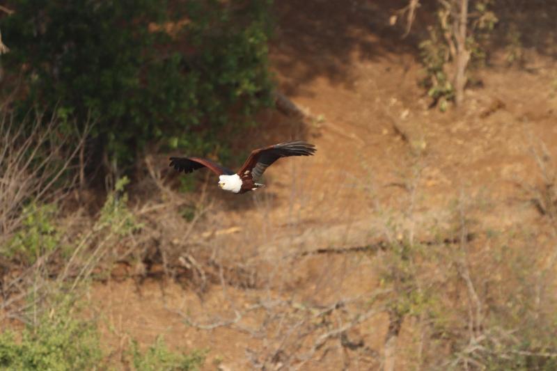 Doringpoort Safari Lodge image
