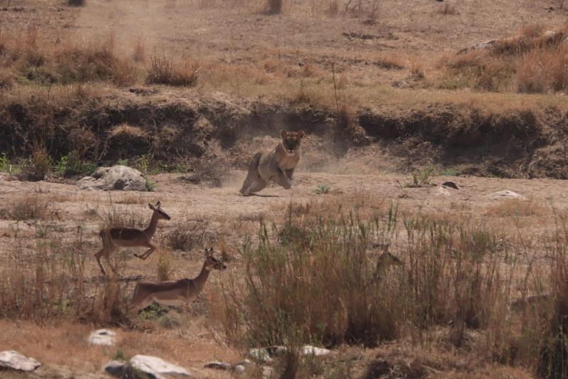 Doringpoort Safari Lodge image