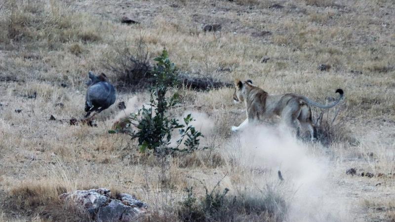 Doringpoort Safari Lodge image