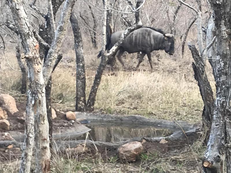 Doringpoort Safari Lodge image