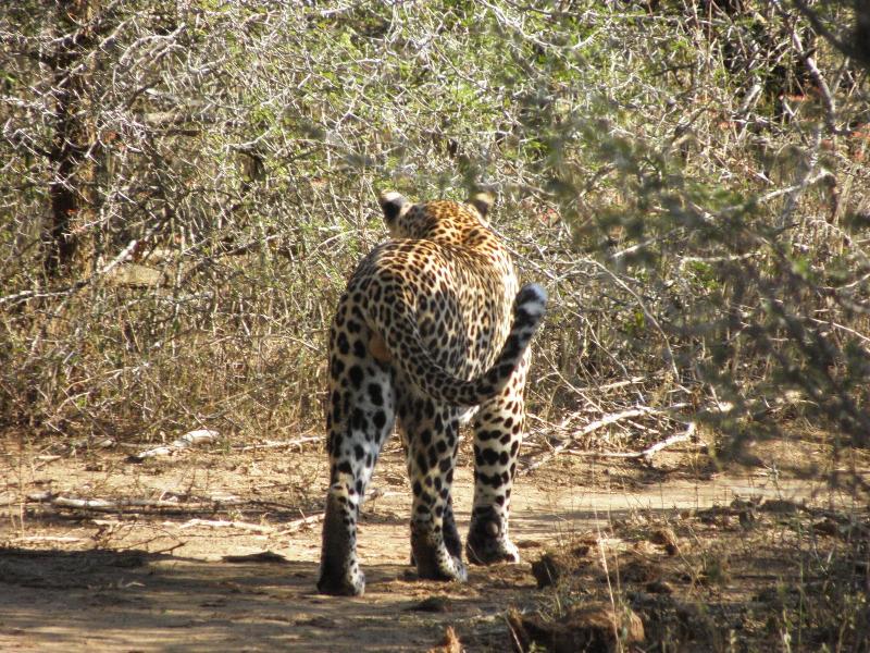 Doringpoort Safari Lodge image