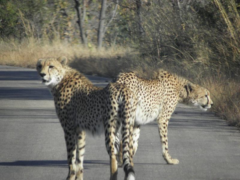 Doringpoort Safari Lodge image