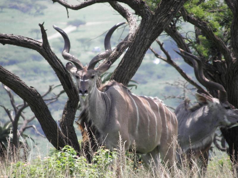 Doringpoort Safari Lodge image