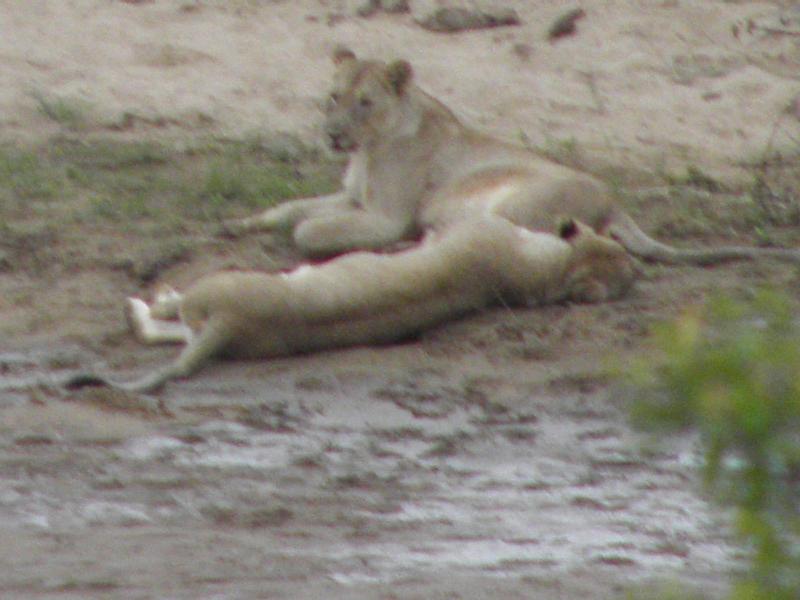 Doringpoort Safari Lodge image