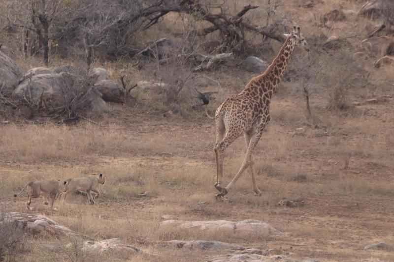 Doringpoort Safari Lodge image