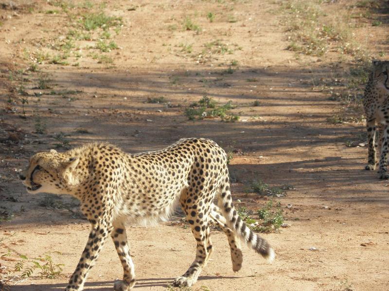Doringpoort Safari Lodge image